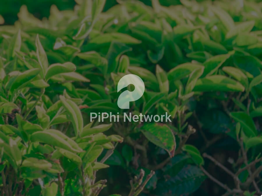 logoai piphi network watermark13 copy